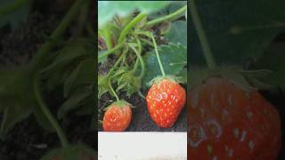 How to grow strawberries from store-bought strawberry