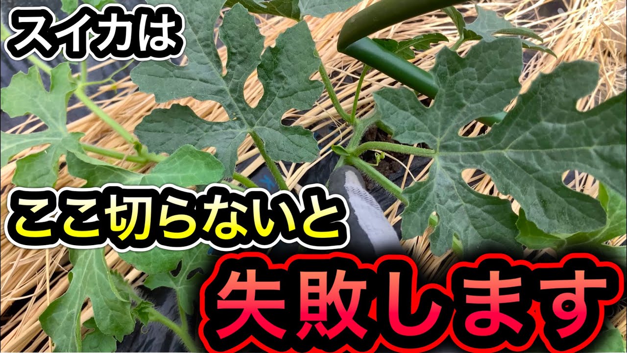 サムネ
