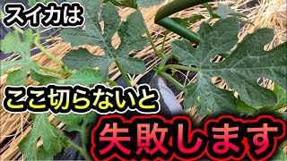 スイカ子づる4本仕立てと重要な孫づる摘芯を図解で解説!これで甘く大きく育ちます。整枝方法。大玉、小玉スイカの育て方、栽培。親づる摘芯、人工授粉、摘果
