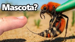 Conseguí una Mata Vacas Como Mascota (picadura más dolorosa)