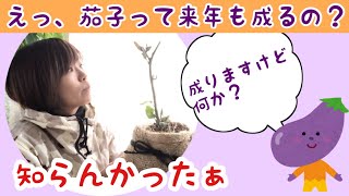 【茄子の冬越し初チャレンジ】ちっちゃくして、家の中で育てます！＃30しばみゆアットランダム #ナスの冬越し #根巻き #多年草
