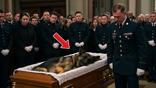 退役軍人が愛犬に最後の別れを告げる…しかし、その死後に起きた出来事に誰もが涙！