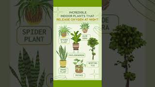 Oxygen releasing indoor plants | Air purifying plants | Houseplants that clean air #indoorgardening