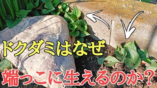 ドクダミ駆除｜ドクダミを根絶やしにする方法と昨年カットした場所の経過報告｜目からうろこの雑草対策