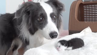 Giant Dog Meets a Rescued Newborn Kitten for the First Time!