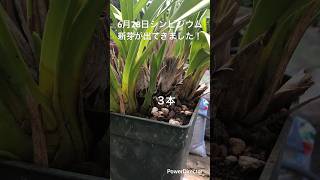 6月28日シンビジウム新芽出現！　#シンビジウム #庭作業 #ガーデニング #庭 #植物 #洋ラン #洋蘭 #花のある暮らし #shorts #shortvideo