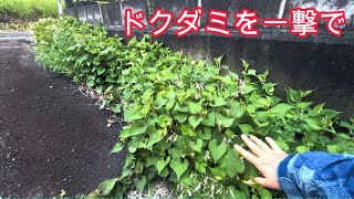 【プロが教える】ドクダミ草を簡単に撃退する方法