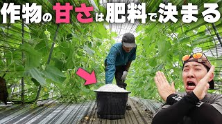 【深掘り解説】野菜・フルーツの甘さを追肥で引き出す方法【スイカ・メロン・トマト・サツマイモ・フルーツ全般】