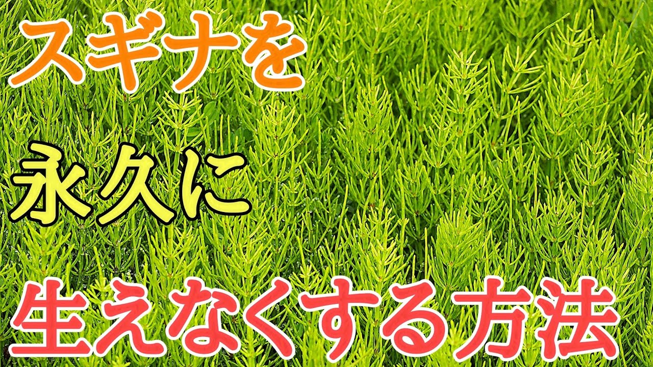 サムネ