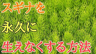 スギナ駆除｜除草剤不要でスギナを永久に生えなくする方法