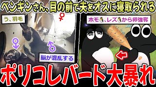 【脳破壊】メスペンギン、夫を妻子持ちのオスに目の前で寝取られる←ん？【2ch面白いスレ】
