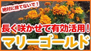 絶対に捨てないで！マリーゴールドを長く咲かせるコツと活用法を徹底解説！【農園ライフ】