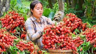 Harvest Giant lychees to sell at the market & Buy nutritious milk with single mom