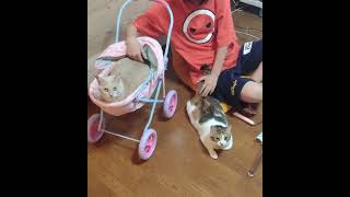 【#猫動画】穏やか