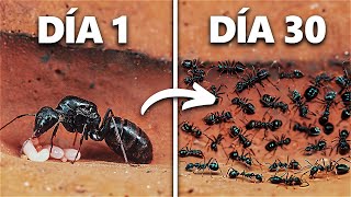 Simulando una Colonia de Hormigas Por 30 Días