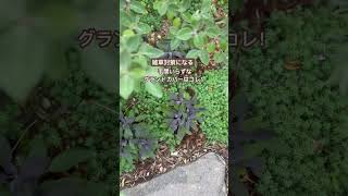 【雑草対策になる】手間いらずなグランドカバーはコレ！ #ガーデニング #雑草対策 #庭のある暮らし #garden