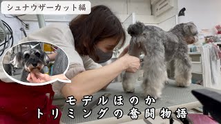 【サマーカット】夏仕様！ミニチュアシュナウザーの涼しげカット✂️