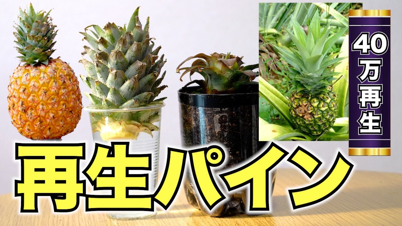 サムネ