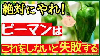 家庭菜園で100個以上のピーマンを収穫する！圧倒的に良く育つ最強の秘策【初心者・ピーマン栽培・育て方】