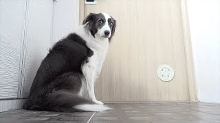 My Dog Reacts to My Trip for 1 Week