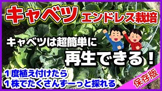 【完全ガイド】超簡単なキャベツの再生栽培(エンドレス栽培)のやり方/収穫後そのまま何度も再生させて採る方法/リボベジ/How to regrow cabbage/Endless cultivation