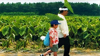 마음이 몽글몽글 해지는 제이팝🎧기쿠지로의 여름 菊次郎の夏