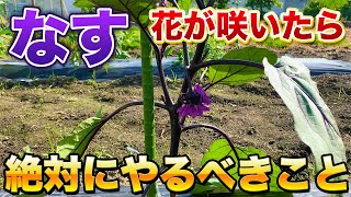 【なす栽培】花が咲いたら必ずやるべき作業！最初の芽かきは今後の生育に大きく影響してきます！（芽かき・追肥）