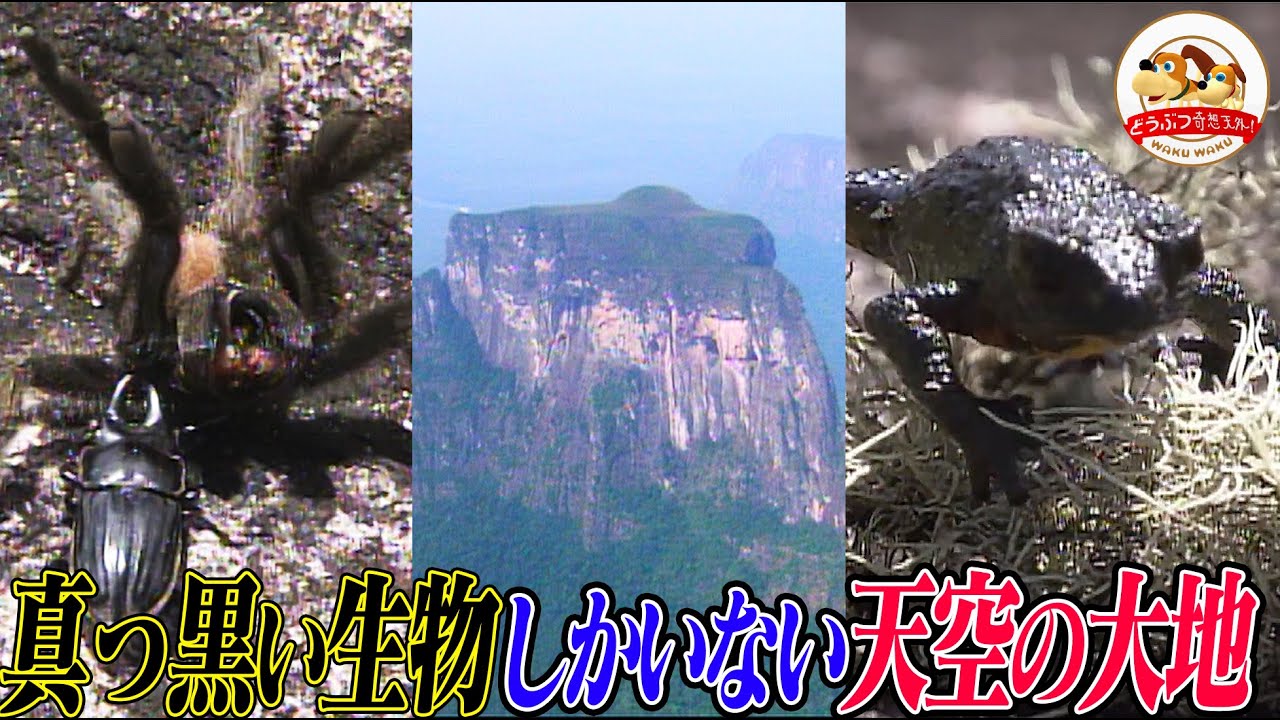 サムネ