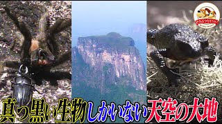 【南米の秘境】真っ黒な生き物だけが住む断崖絶壁天空の大地を探索!タランチュラやカエル、そして巨大昆虫も!真っ黒になった理由とは【どうぶつ奇想天外/WAKUWAKU】