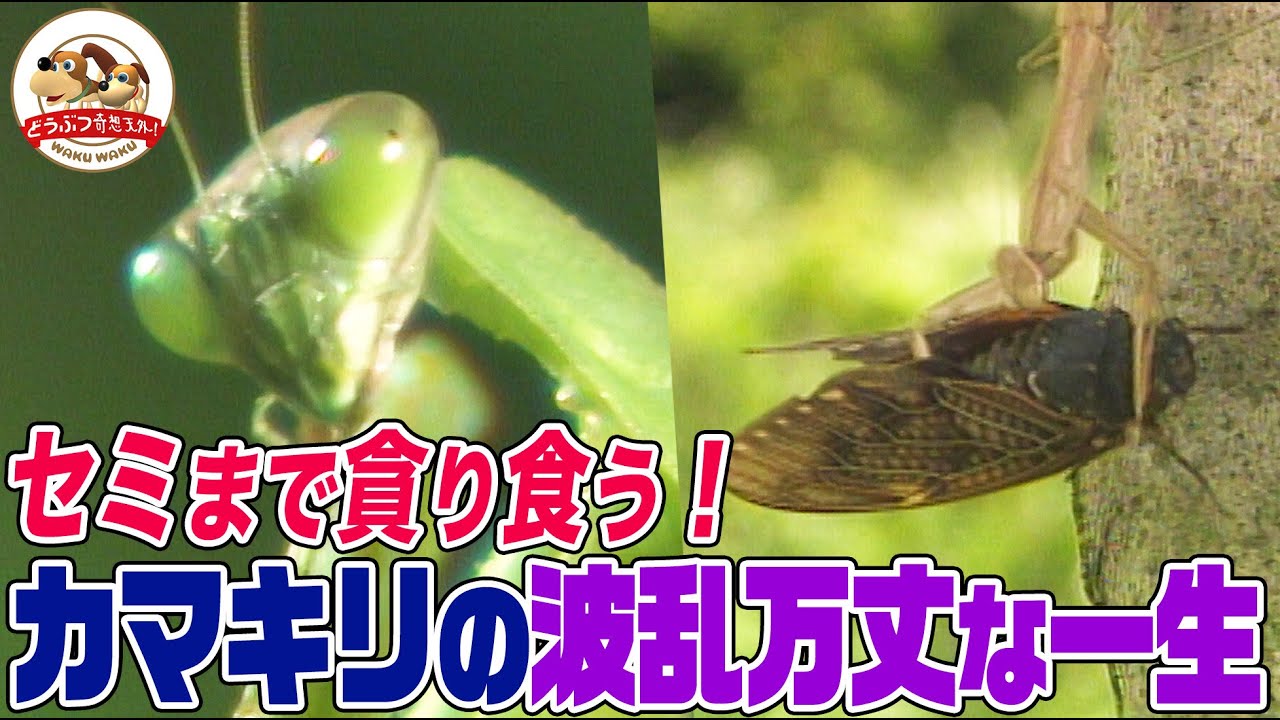 サムネ