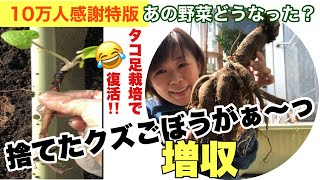 【3回シリーズ第二弾　スダレのごぼう】収穫アップでしかも美味しい😋 #ごぼう #再生栽培 #タコ足栽培