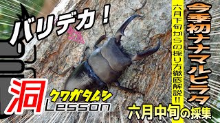 今季初のナナマルアップ採集！これが本土ヒラタの化物クラス【クワガタムシ】