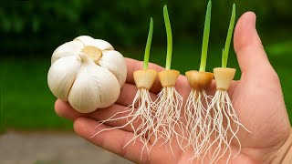🧄 ベースを植えてニンニクを育てる方法。簡単かつ高速