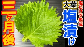 大葉塩漬けを3ヶ月熟成。どうなった→後悔した。旨すぎて もっと漬ければ良かった…オオバ漬物レシピ・作り方・漬け方・保存方法・食べ方アレンジ・しそ漬け物・青紫蘇・シソ・おおば・大量消費・栄養・保存の仕方
