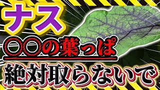 【ナス】その葉っぱ取っちゃダメ！コレが本当の葉かきです。正しいやり方と正しいタイミングをお話します
