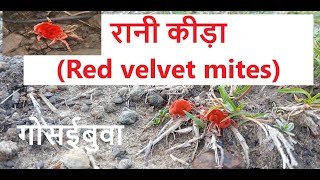 रानी कीड़ा (Red velvet mites)