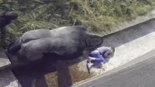 動物園のオリの中に落ちてしまった少年。ボスゴリラが近づいてきたその時…