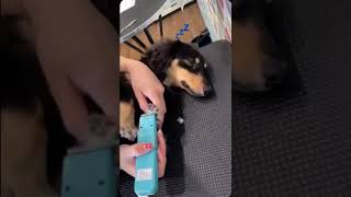 足バリで寝るなんて聞いてない（笑） #ミニチュアダックスフンド #いぬのいる生活 #癒し