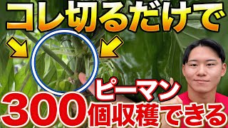 【超大事！】ピーマンを鈴なりに実らせるために必要な剪定作業について