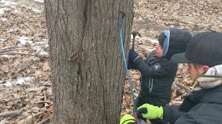 How to make Maple Syrup for beginners | Fun and educational | Supplies and tapping trees | Part 1