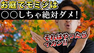 [Is it okay to plant maples in my garden?] How to enjoy maples, beloved all over Japan, in your g...