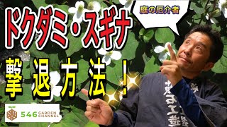 お庭の邪魔者ドクダミ・スギナの簡単駆除方法を紹介。大切なお庭の美観を損ねてしまう前に、様々な雑草対策に活用できるこの方法でお庭を雑草からしっかりガード！皆様のお庭メンテナンスに是非お役立てください。