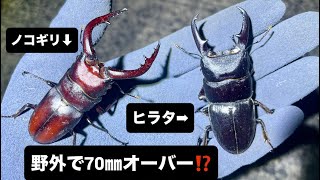 野外で70㎜オーバー⁉️今季最大サイズ更新‼️