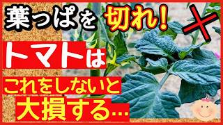 成功する人は必ずやっている！トマト栽培の重要作業・下葉と葉かき♪美味しい実をたくさん収穫する最強の管理法～初心者向け家庭菜園～