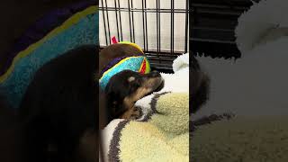こっちまで眠くなる🥺💤 #ミニチュアダックスフンド #可愛い #小型犬のいる生活 #いぬのいる生活