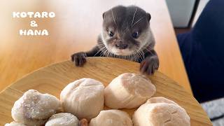 カワウソに巨大ジャンボホタテをあげたらこうなった　Otter Makes Jumbo Scallops Disappear!