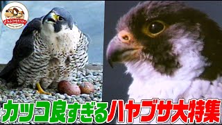 【ハヤブサまとめ】断崖絶壁から急降下し狩り!LAの高層ビルでも巣作り!仲良し日米ハヤブサ夫婦の子育て奮闘記 人間に育てられたヒナが帰ってきたら親は?(完全版)【どうぶつ奇想天外/WAKUWAKU】