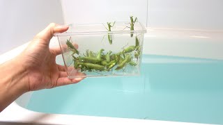 大量のカマキリをお風呂に投入してハリガネムシ風呂にする