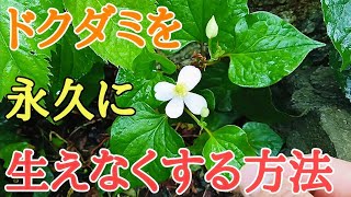 ドクダミ駆除｜除草剤不要でドクダミを永久に生えなくする方法