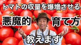 【誰でもできる】トマトの収穫量を簡単に増やす方法教えます　　　【カーメン君】【園芸】【ガーデニング】【初心者】